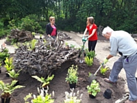 The Wednesday Volunteer Group planting in the stumpery June 2018 